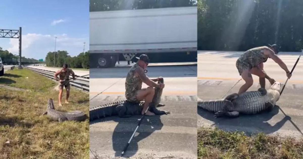 大鱷光天化日闖佛州高速公路 赤腳捕獸人英勇生擒
