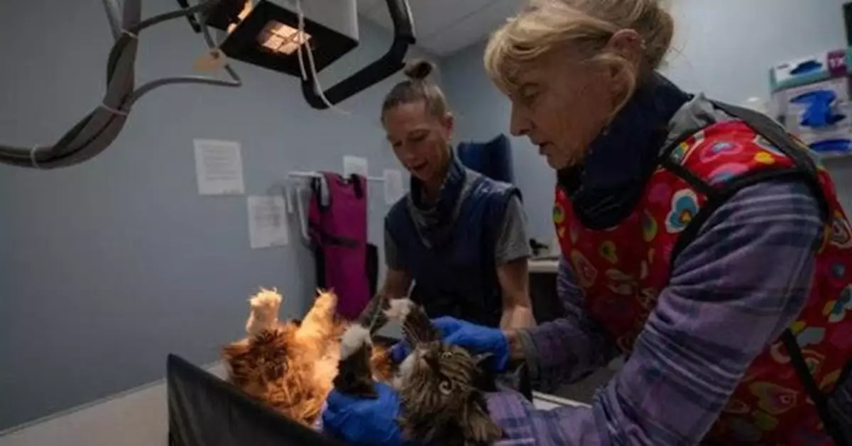 9命貓成真？美老夫婦墜115米深谷雙亡 12歲愛貓「全身骨折」奇蹟生還