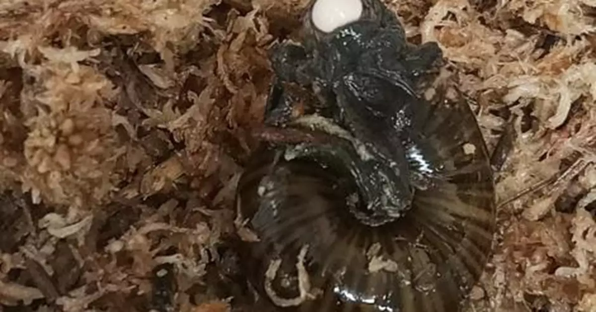 全球最大肉食蝸牛「脖子產卵」神奇繁殖過程首度曝光