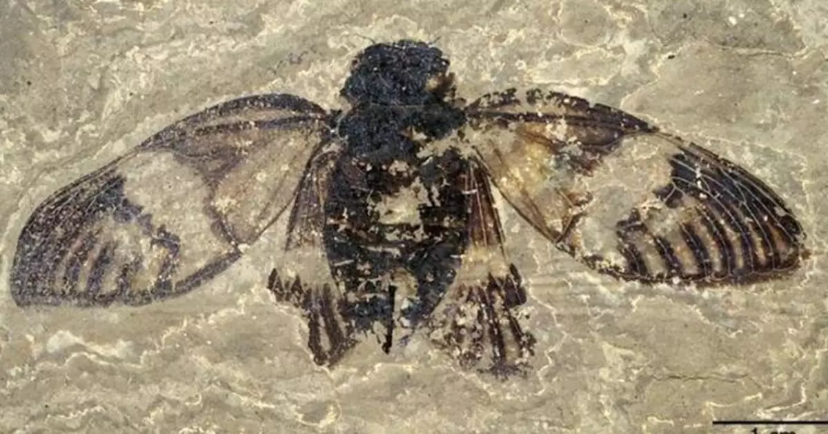 4700萬年時光膠囊！德國出土「史前歌王蟬」化石 完整度驚呆科學家