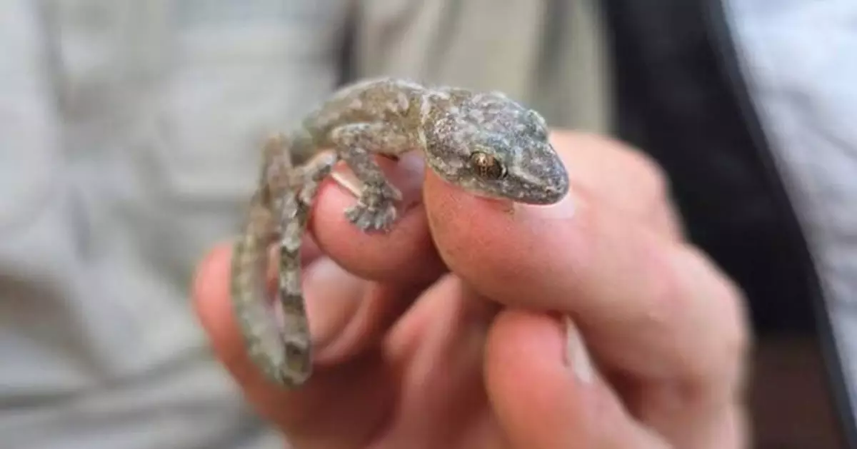 消失34年奇蹟現身！「幽靈壁虎」驚現南非峭壁 獲證為獨立物種