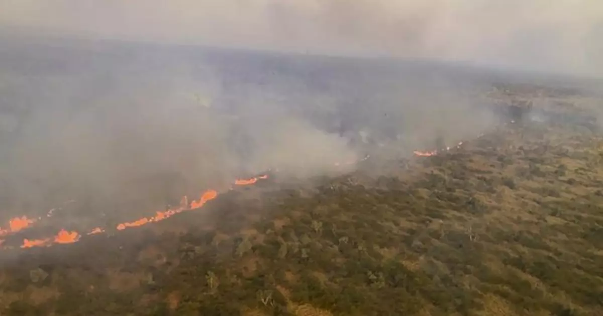 澳洲防火陷爭議！維州擬焚燒1.3萬公頃森林  恐害瀕危鸚鵡滅絕