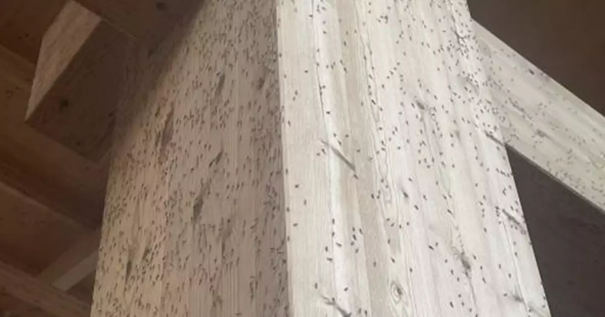 大阪世博驚現「蟲蟲危機」！柱子、飲水機爬滿蚊蟲  遊客：密集恐懼症發作