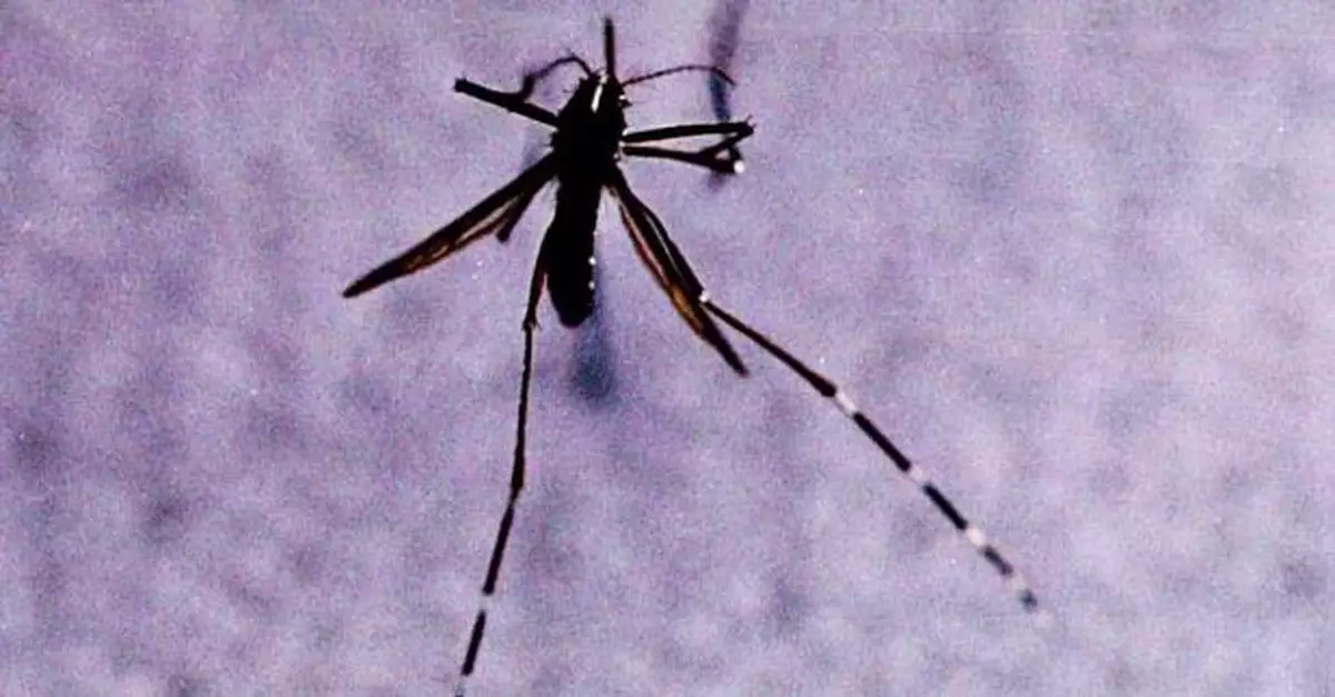 衞生防護中心近日錄得4宗外地傳入登革熱感染個案