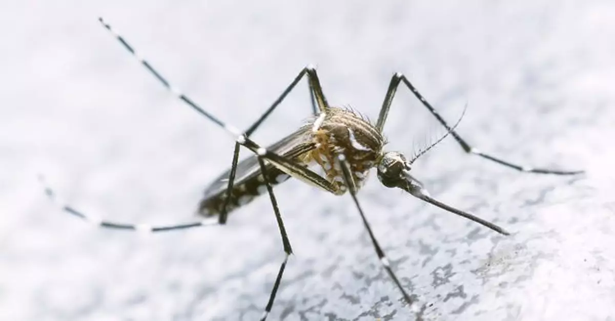 新增一宗外地傳入登革熱　患者潛伏期內曾訪孟加拉