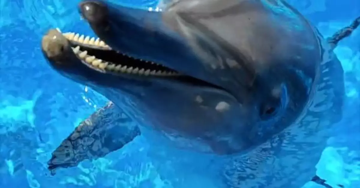 海洋公園24歲樽鼻海豚Rita離世