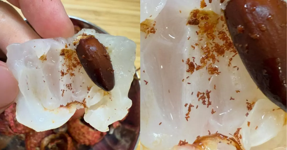 當造水果 荔枝剝開驚現蟲糞！網民教路揀荔枝最重要有「這兩點」