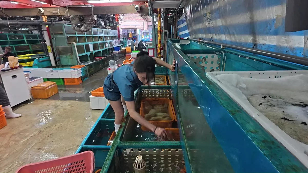 Winki買海鮮時,在濕滑的魚缸擒上擒落挑選象拔蚌,好認真。