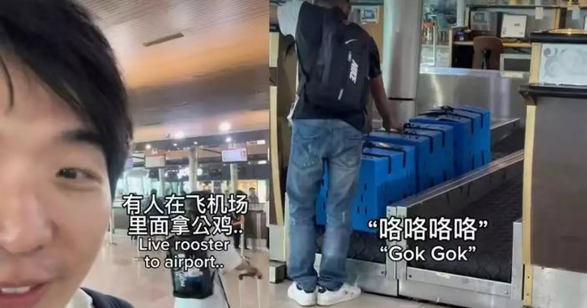 登機聞公雞啼叫 大馬男網紅驚揭與「活鬥雞」同機 笑言：真飛「雞」