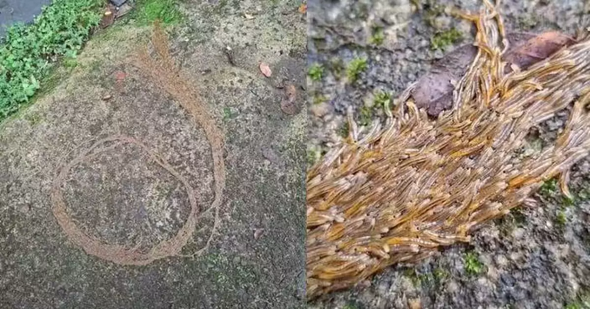 慎入！密集橘色蠕蟲「繞圈」爬行數量驚人 內行網民解答真身係…