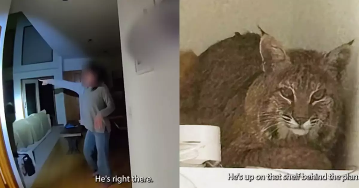 美民居遭「大山貓」闖入女屋主嚇壞報警 警員施「逗貓奇招」趕走無效