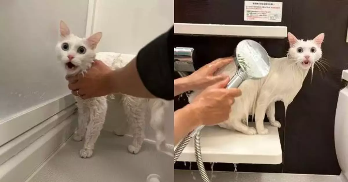 遭飼主花灑頭沖洗毛髮 日白貓露哀怨神情控訴：你背叛我！