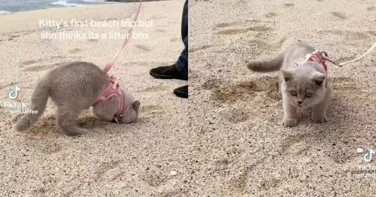 首次踏入沙灘誤當成「超大貓砂盆」 英國短毛貓當場如廁逗笑飼主