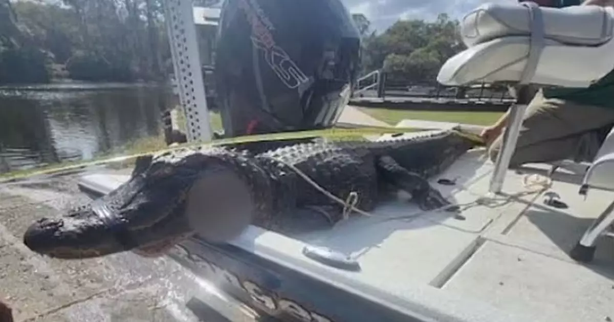 美6旬婦划皮艇遭鱷魚狠咬拖入水 同伴急智戳鱷魚眼助驚險逃一劫