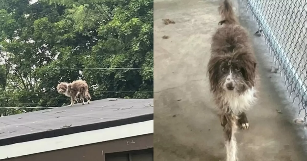 「詭異生物」屋頂踱步引圍觀 邋遢流浪犬獲救盡顯活潑本性待有緣人領養
