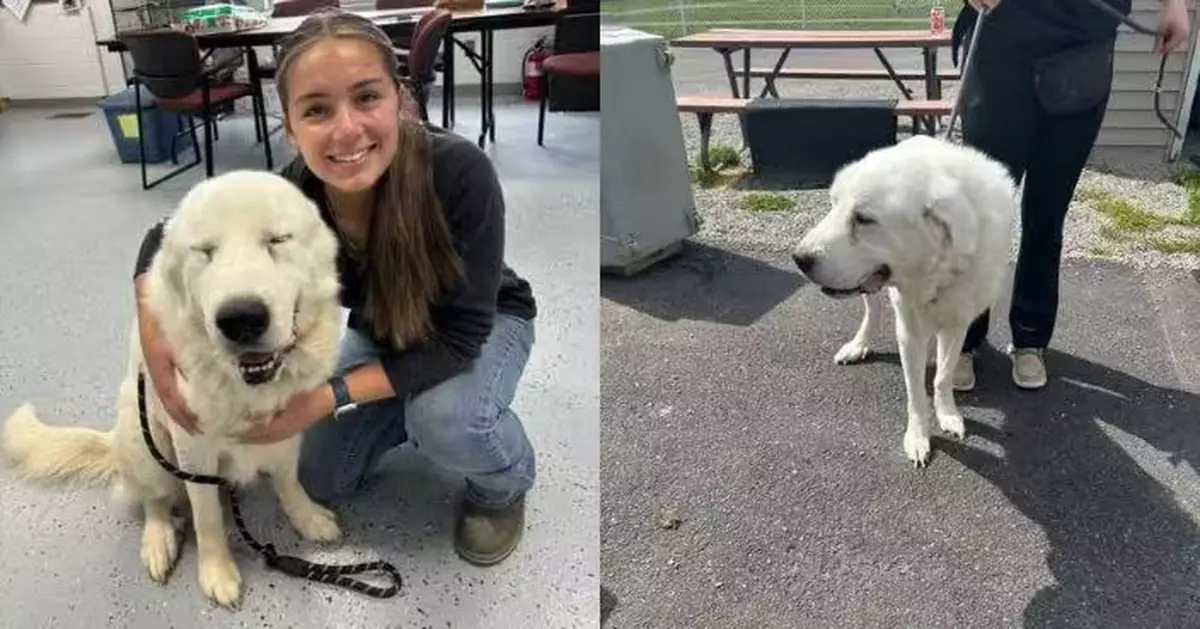 疑扮「虛弱」博同情 10歲大白熊犬獲好心人領養秒變「運動健將」