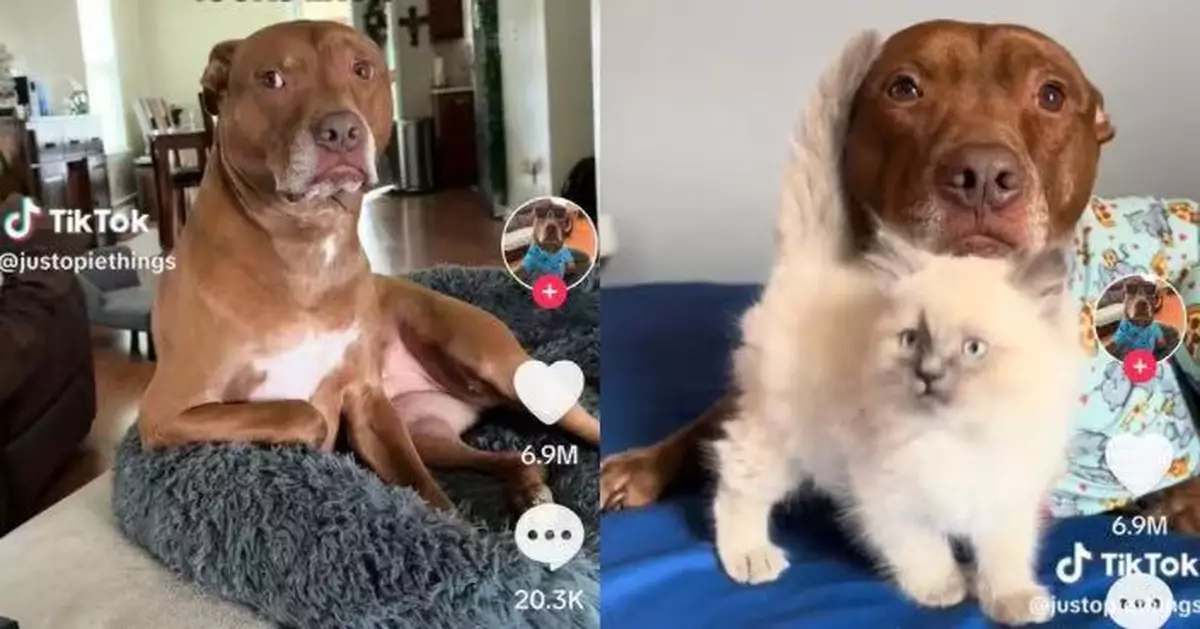 自幼與貓仔生活行為逐漸「貓化」 比特犬愛「折手舔毛」萌翻飼主