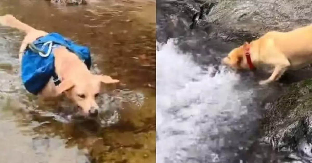 隨飼主往瀑布消暑 狗狗岸邊認真攻擊「咬水」網友爆笑：傷害為零！