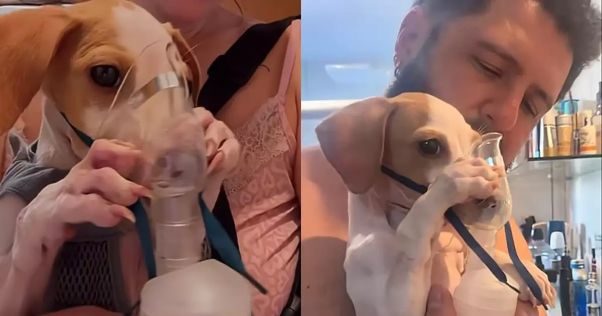 救助流浪犬揭身患重病 巴西夫婦不棄養反暖心收養助重獲狗生