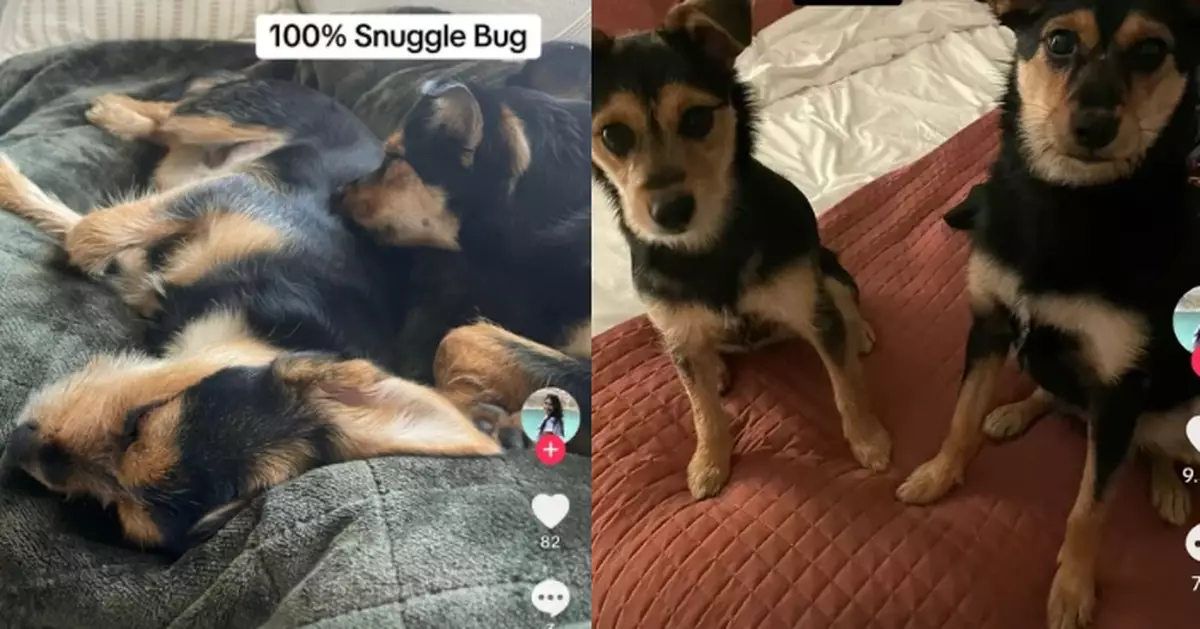 先後收養2隻外型相似流浪狗 美國女好奇驗DNA證同胎親姊妹