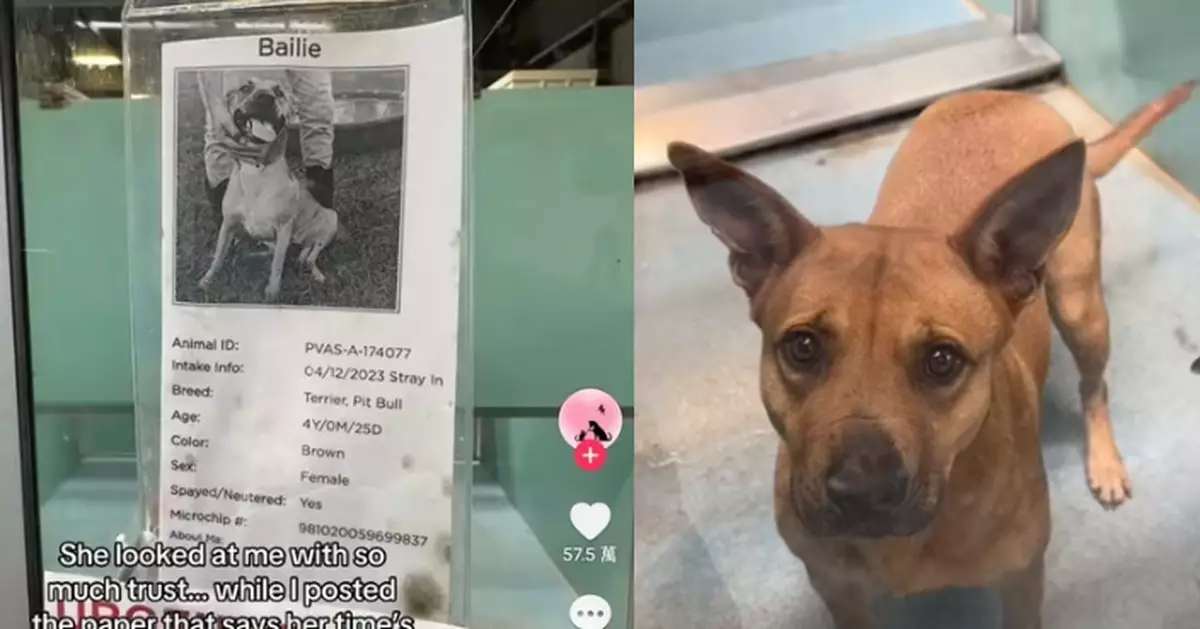 因收容所空間不足臨安樂死 比特犬苦等800天幸獲善心人驅車8小時來收養