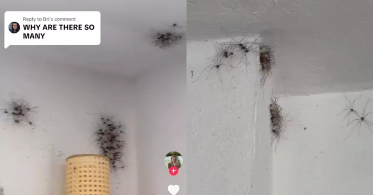 慎入!家中牆壁現大量黑點似霉斑 西班牙夫婦細看驚覺是「盲蛛大軍」