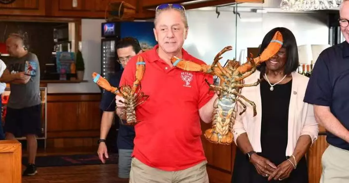 為慶龍蝦日 美海鮮餐廳老闆放生吉祥物「110歲長壽老龍蝦」