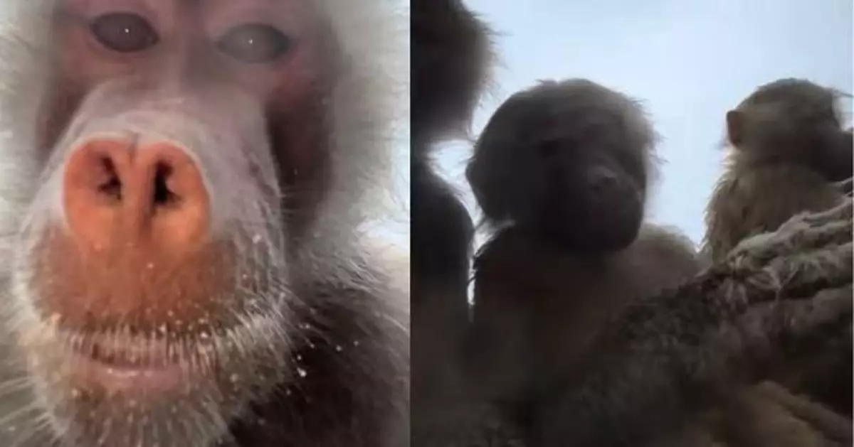 動物園跌手機被狒狒撿走 荷蘭女登iCloud見「怪趣自拍片」哭笑不得