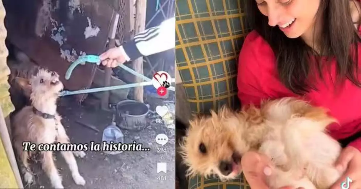 長期遭虐待性格狠戾 狗狗獲救後性情大變現親人本性獲收養