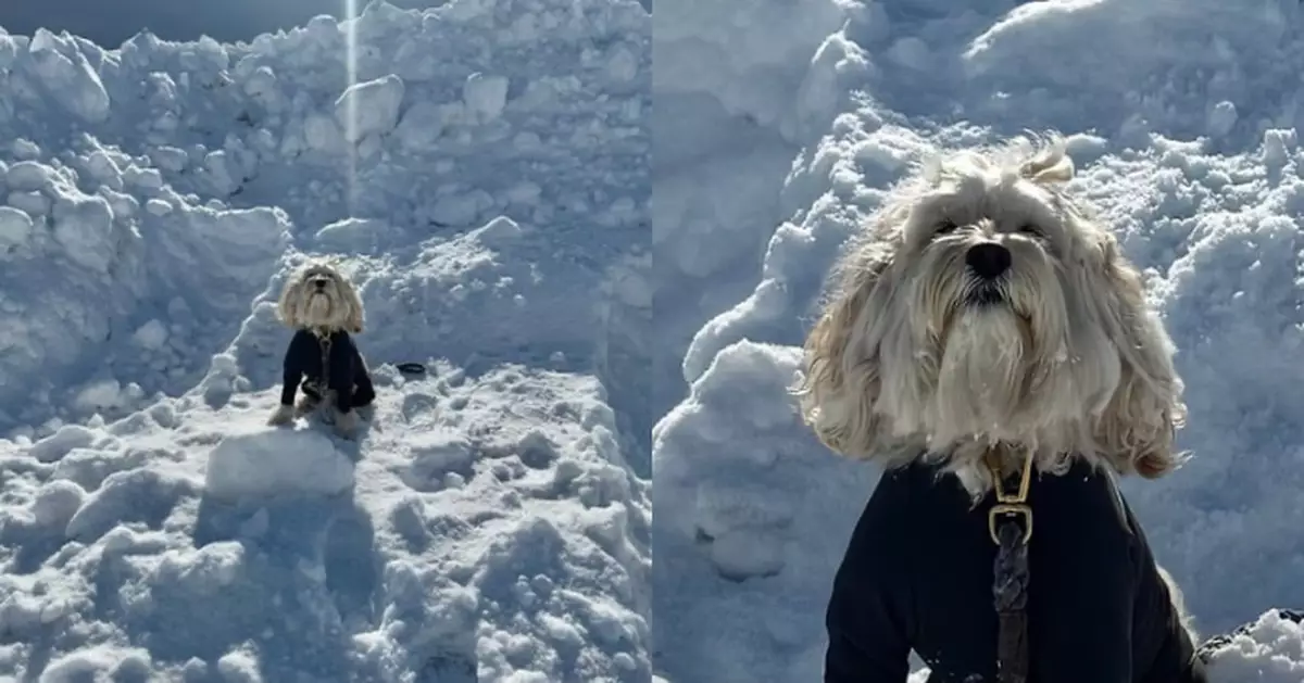 雪地散步陽光灑頭頂 狗狗神情莊重望天似接受「神聖加冕」超虔誠