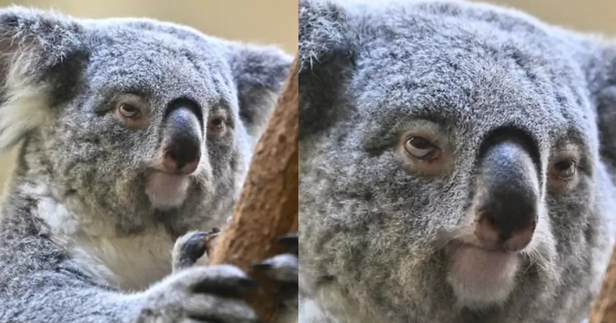「返工」磕眼瞓？ 日動物園樹熊眼神迷離露厭世表情萌翻網友