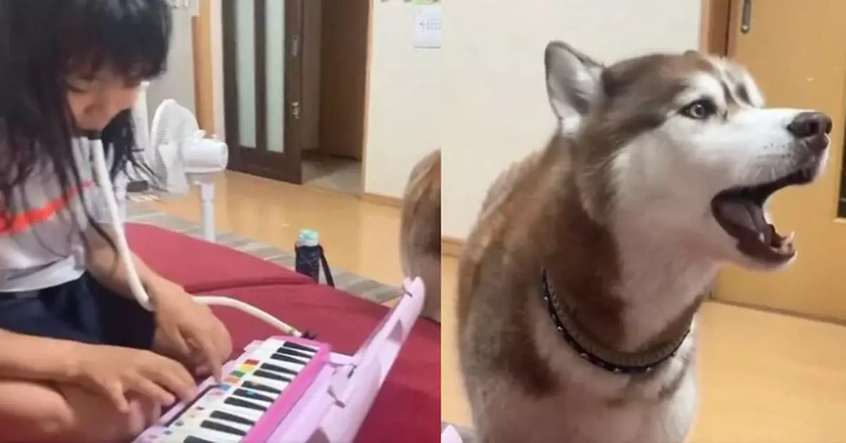 哈士奇犬聽飼主女兒吹奏口風琴即「嗷嗚」合唱 如辦「人狗音樂會」