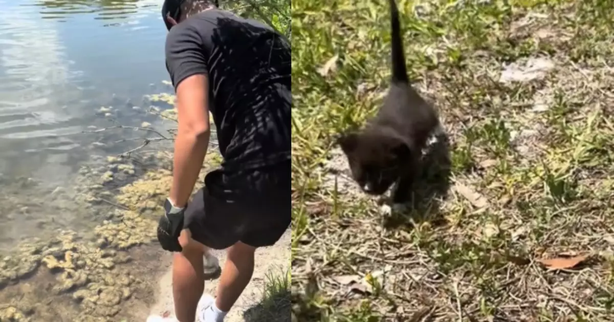 好心情侶湖邊救烏龜 疑4貓暗中觀察「認證好人」求收養