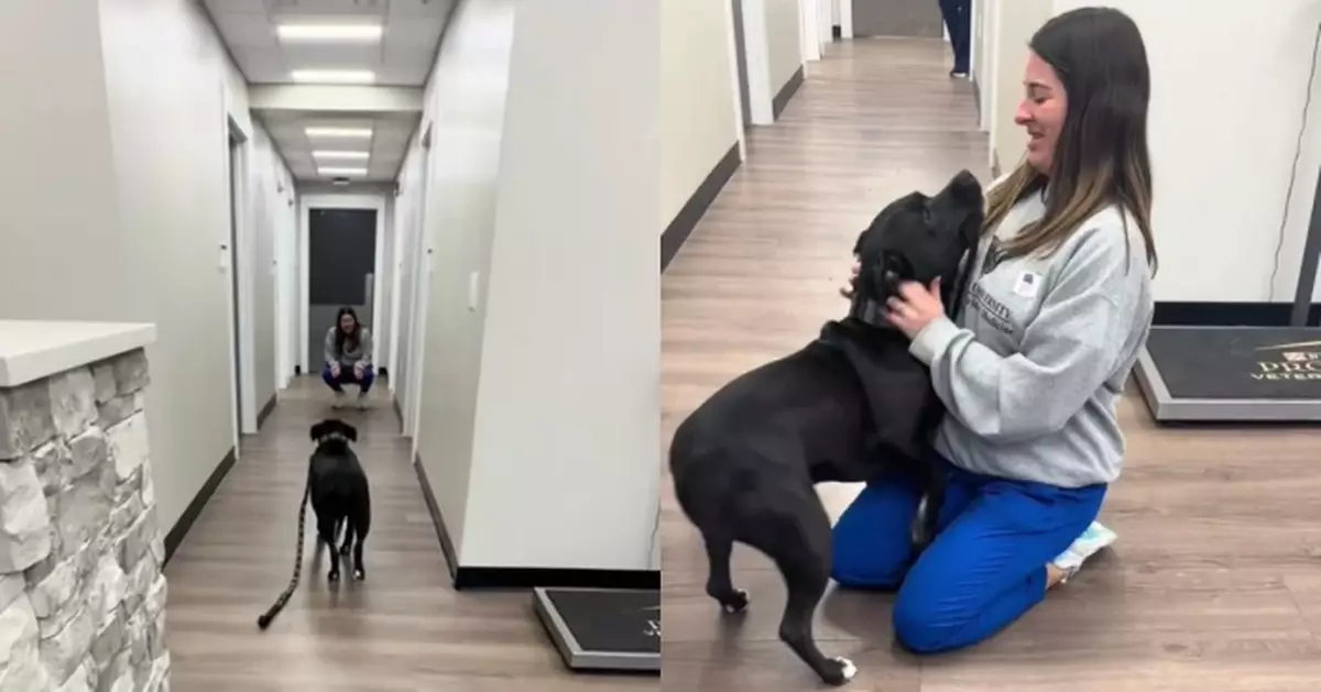 超怕睇醫生 細膽比特犬發現獸醫是飼主女兒做1逗趣反應