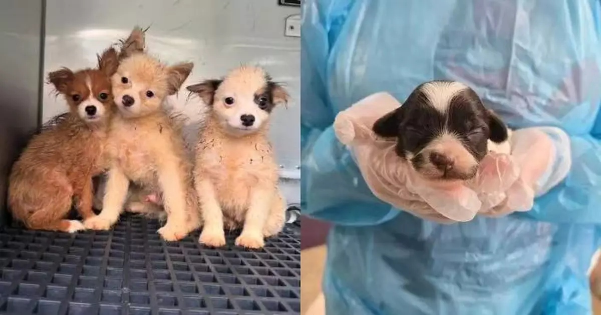 髒亂民宅藏非法繁殖場 美動物救援中心救出101隻受虐狗狗和21隻雞