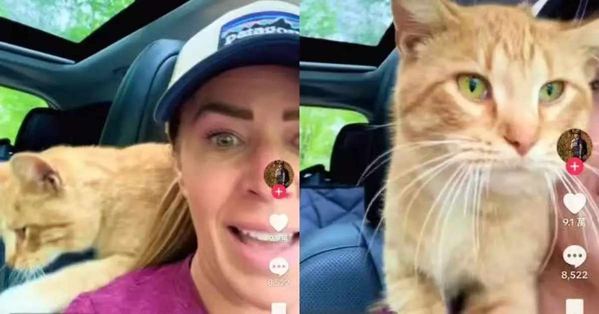 遇橘貓跳身上踩奶 女子駕車途經公園被「選中」當飼主受寵若驚