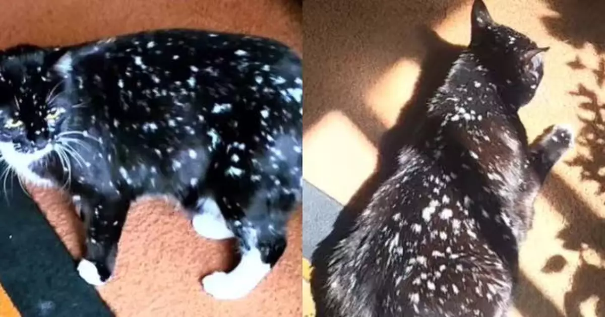 患罕見「白斑症」 6歲賓士貓黑色毛髮佈滿白斑似「銀河星點」