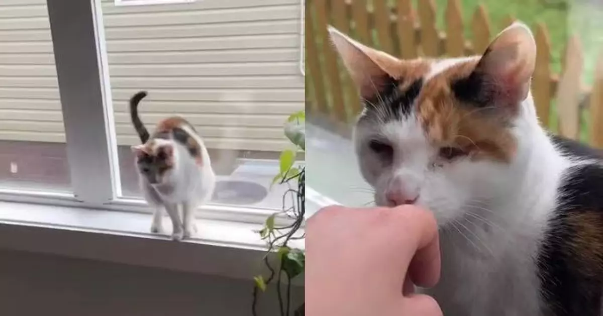 受困窗台獲女飼主抱返地面 失明三花貓即送「甜蜜擁抱」感動網民