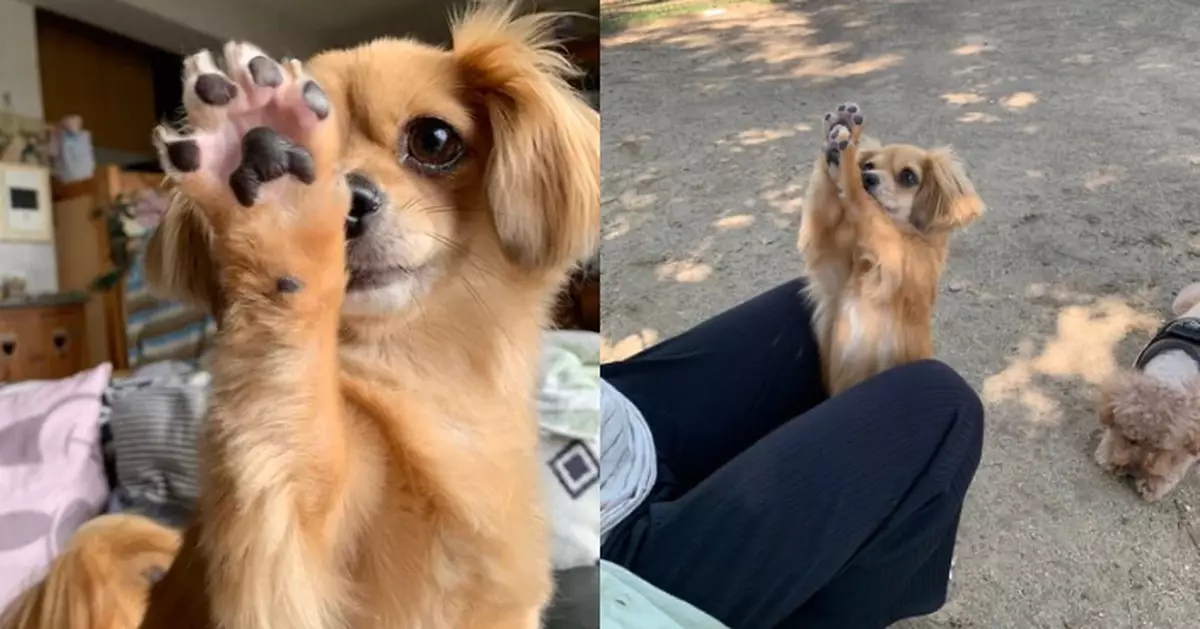 可愛米克斯犬常舉爪曬嫩滑肉球 逗趣舉動萌化網友心