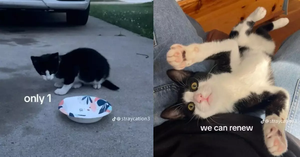 曾靠爬樹捉蟬維生 流浪貓獲收養華麗變「公主」擁逾昂貴貓砂盆過幸福日子