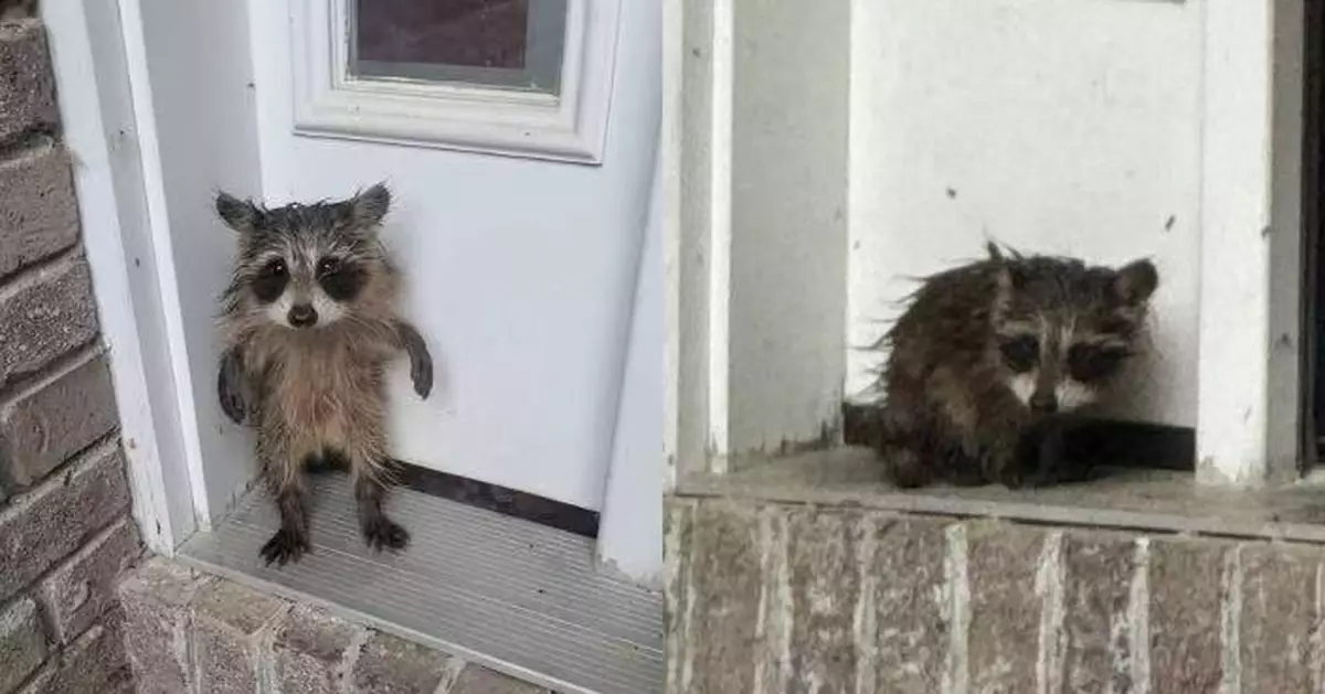小浣熊疑受困美民宅 2腳站立露無辜神情等救援惹人憐