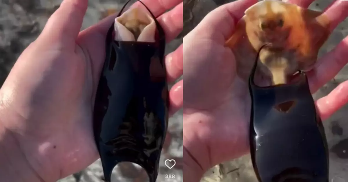 海灘拾獲鯊魚卵殼 美攝影師見證海洋生命「破殼而出」嘖嘖稱奇