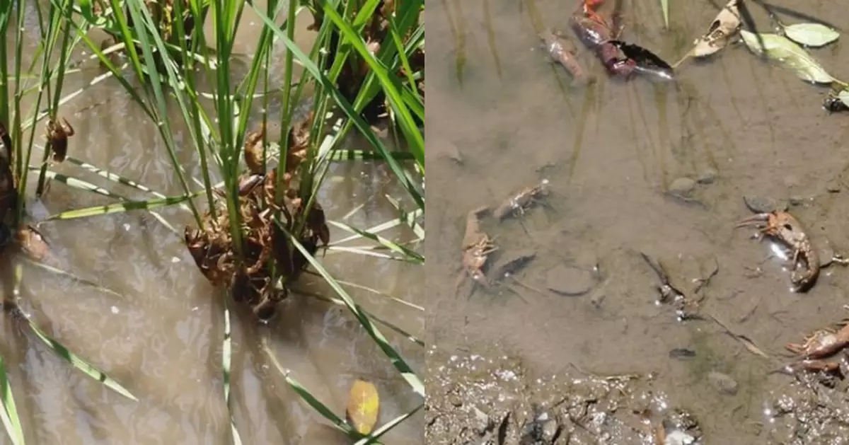 疑水溫過高驚熱死 日水田螯蝦集體爬上稻苗「避暑」極罕見