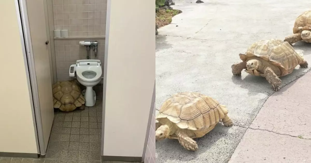 忍者神龜？日水族館巨型象龜散步偷入洗手間卡馬桶邊 嚇壞入廁女遊客