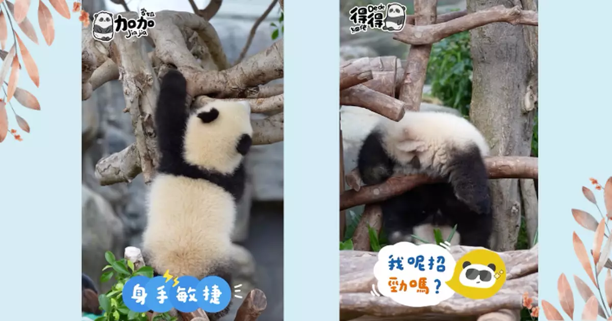 熊貓雙胞胎大比併：家姐贏高度細佬贏萌度