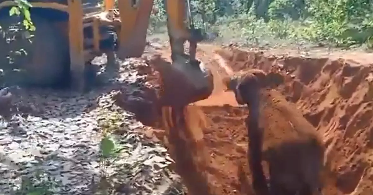 印度小象陷泥坑獲救 返回叢林前感謝救命恩人「推土機」