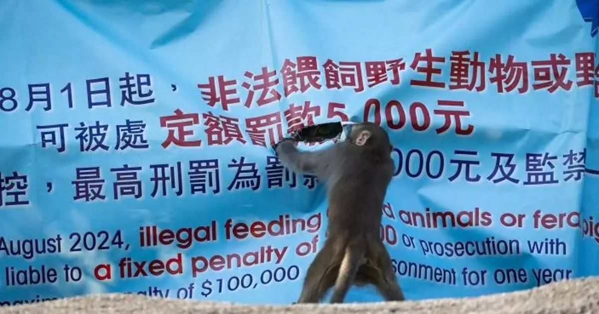 馬騮「作反」怒撕政府禁餵野生動物橫額  網民：佢應該係腹有詩書