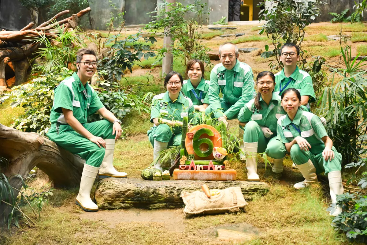 照顧安安和可可的團隊為牠們準備派對裝飾和冰蛋糕。海洋公園圖片