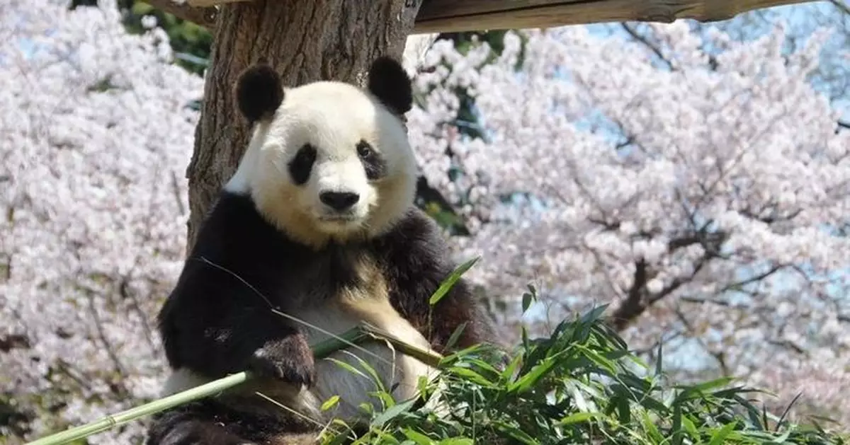神戶動物園將去年病逝大熊貓「旦旦」骨架遺骸歸還中國