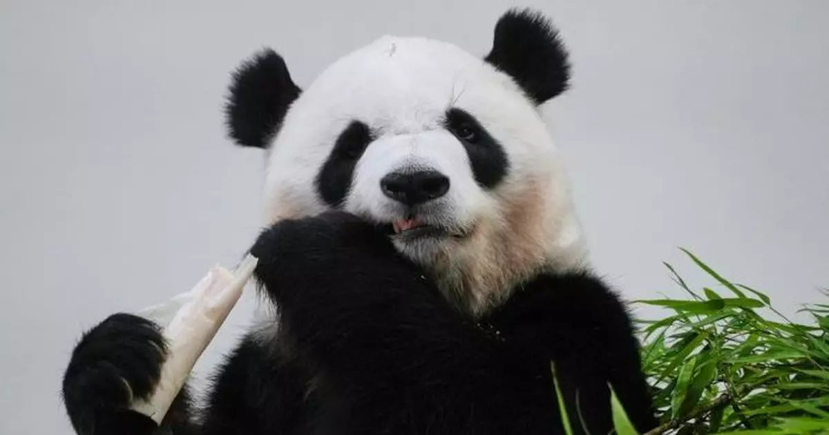 日本和歌山「冒險世界遊樂園」4隻大熊貓啟程回國